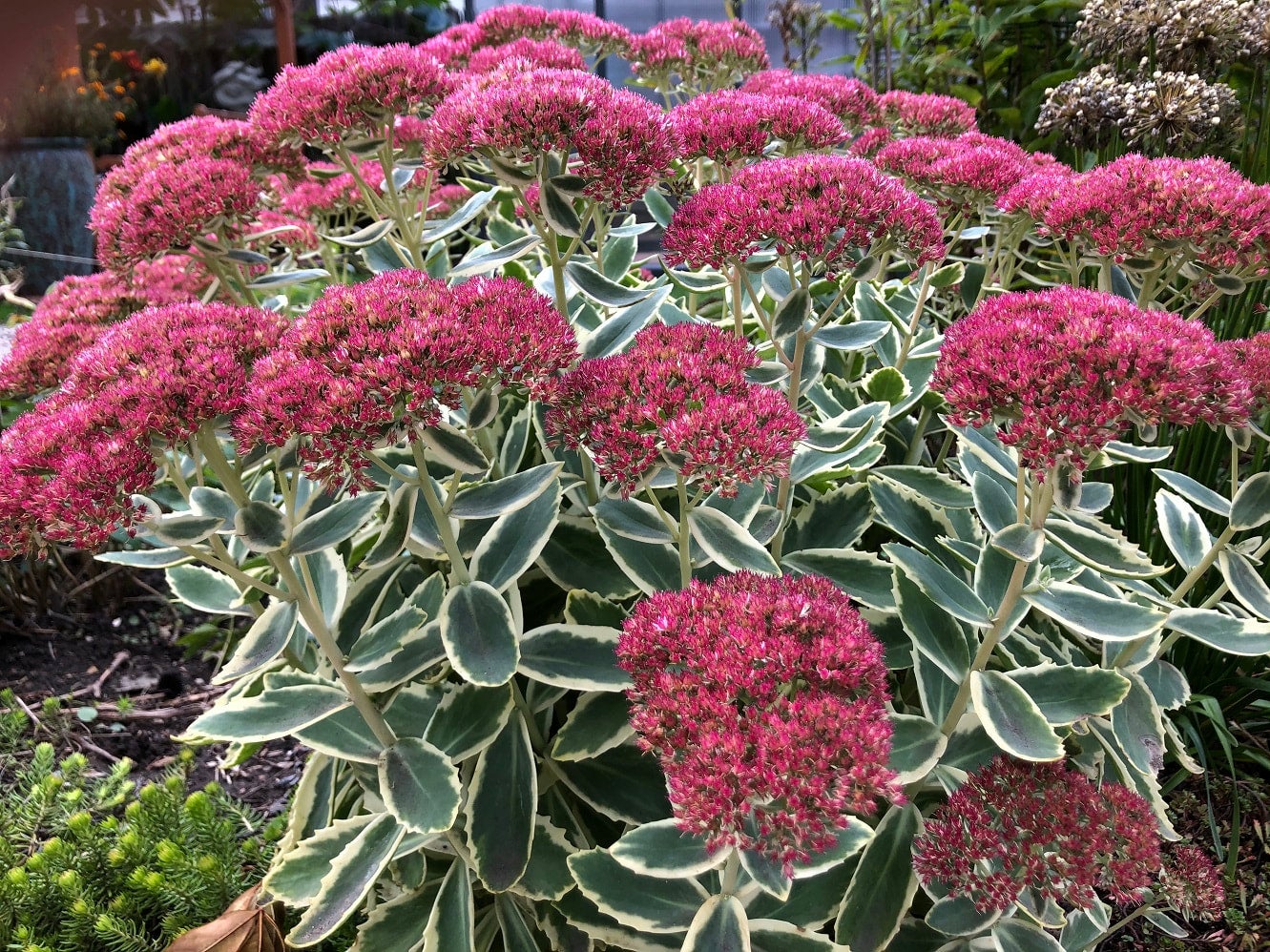 Sedum 'Frosted Fire' | Schuler Gardens